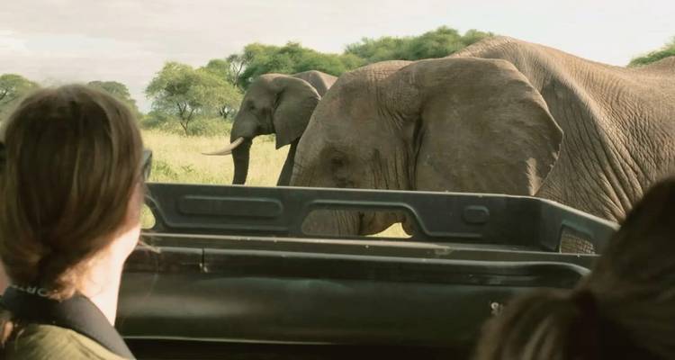 Des touristes observant deux grands éléphants depuis un véhicule de safari ouvert dans la savane.