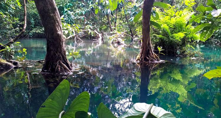 Kristalhelder turquoise zwembad omringd door weelderige jungle bomen en varens met reflecties op het wateroppervlak.