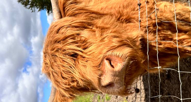 Close-up portret van een ruige Hooglander achter een draadafrastering onder een gedeeltelijk bewolkte hemel.