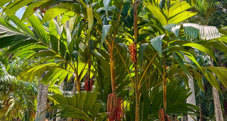 Grupo soleado de exuberantes palmeras tropicales con frondas verde brillante y vainas de semillas rojas.