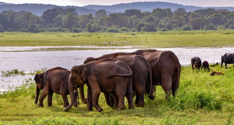 Eine Herde asiatischer Elefanten weidet neben einer Wasserstelle vor bewaldeten Hügeln in Sri Lanka.