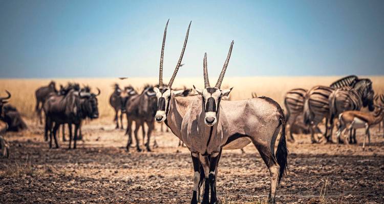 Two gemsbok antelopes stand alert at a waterhole with wildebeest and zebras in the golden Namibian savanna.