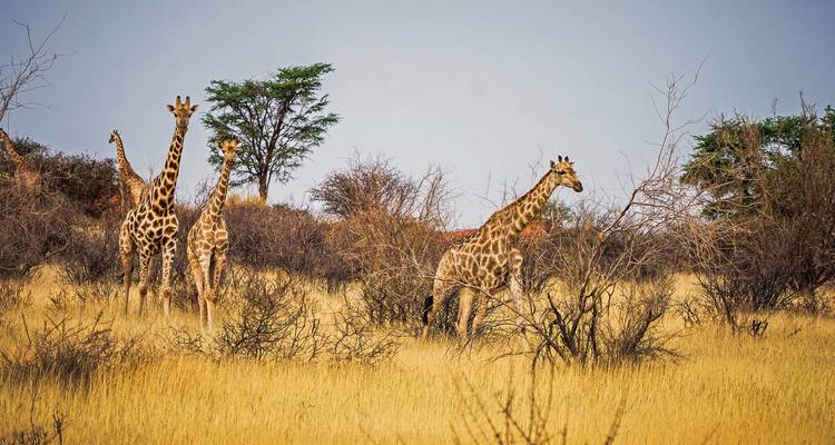 Group of giraffes browsing among dry bushes in a yellow grassland under a clear sky.