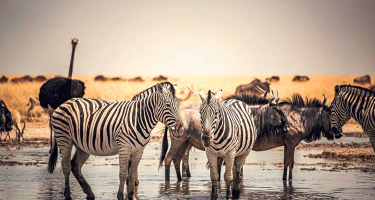 Zebras and wildebeest drinking at a watering hole while an ostrich looks on in the savanna.