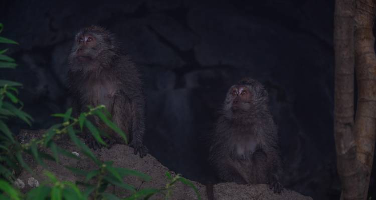 Deux macaques mouillés sont assis sur une corniche rocheuse à l'intérieur d'une grotte de jungle sombre.