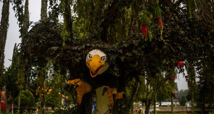 Figure fantaisiste à tête d'aigle qui surgit du feuillage dense d'un arbre ornemental d'un jardin.