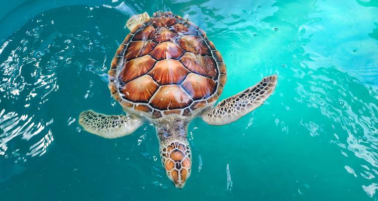 Green sea turtle swimming in clear aquamarine water.