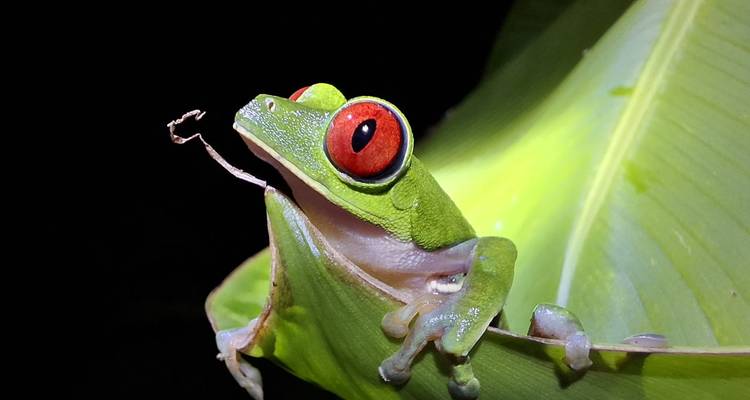 Lebhafter rotäugiger Baumfrosch, der sich nachts an ein glänzendes grünes Blatt im Regenwald klammert.