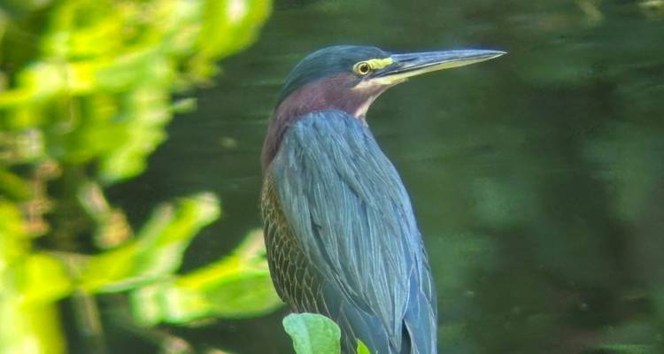 Graureiher in aufrechter Haltung neben stillem Wasser mit unscharfem Laubhintergrund.