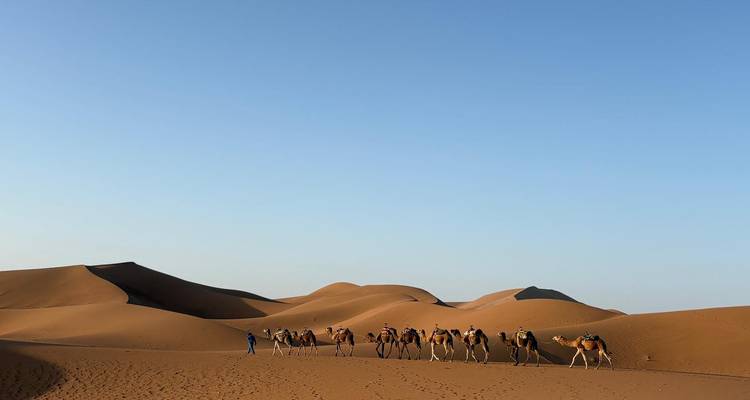 Un guía encabeza una larga fila de camellos que transportan viajeros a través de extensas dunas desérticas bajo un cielo despejado.