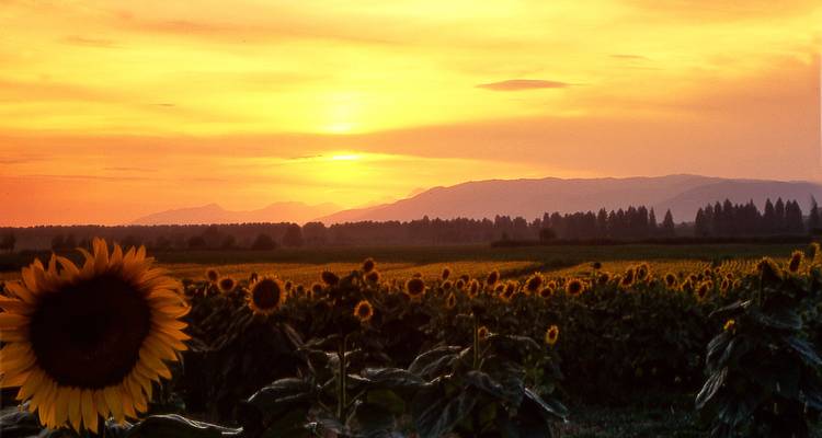 Enorm zonnebloemveld dat gloeit onder een vurig oranje zonsondergang met bergen in de verte.