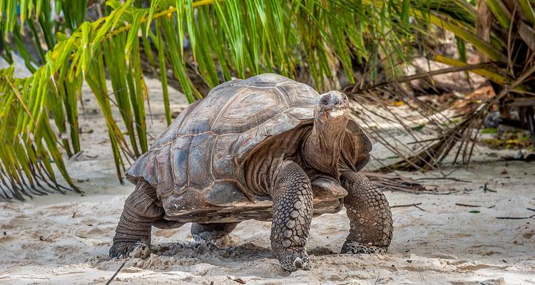 Eine riesige Aldabra-Riesenschildkröte schlendert über sandigen Boden unter sich wölbenden Palmwedeln.