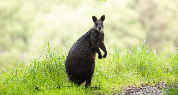 Wallaby curieux se tenant debout sur l'herbe verte luxuriante à côté d'un sentier forestier
