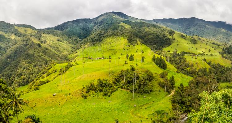 Weelderige groene heuvels en imposante waxpalmen onder een bewolkte hemel in Colombiaans Cocora Valley.