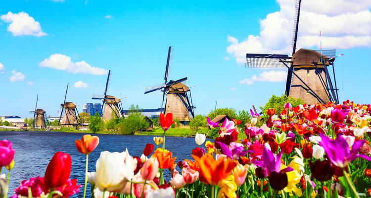 Les tulipes brillantes au premier plan encadrent les moulins à vent traditionnels le long de l'eau à Kinderdijk sous un ciel bleu éclatant.
