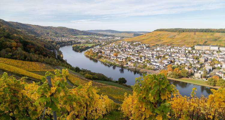 Les vignobles automnaux s'étagent sur les versants des collines vers la sinueuse rivière Moselle et une petite ville allemande dans la vallée.