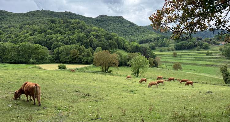 Des vaches brunes paissant dans un pré verdoyant avec des collines boisées sous un ciel gris.