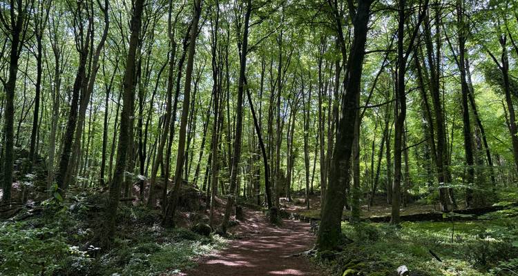 Zonlicht door de bomen vallend bospad omzoomd door hoge rechte beukenbomen in diep groen licht.