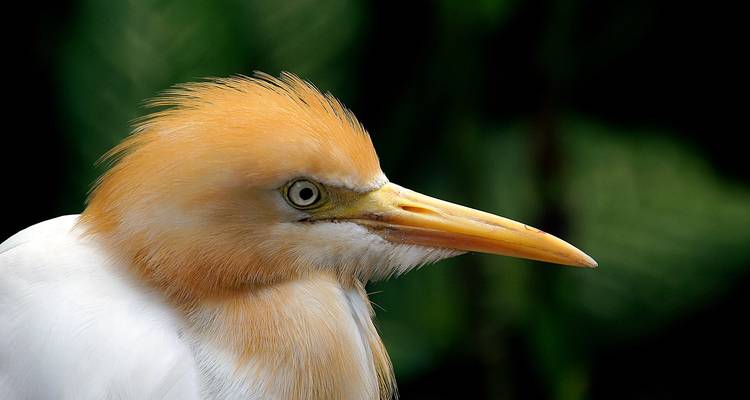 Portrait détaillé d'un héron garde-boeuf aux plumes orangées et au bec jaune acéré sur fond sombre