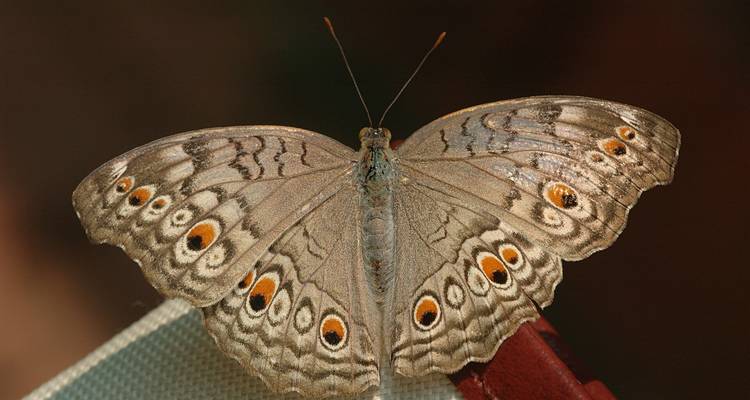 Gros plan d'un papillon brun aux ailes ornées d'ocelles reposant sur une surface textile
