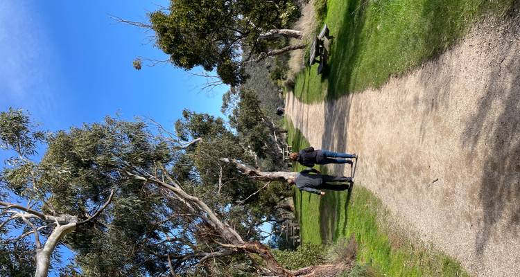 Des personnes marchant le long d'un chemin de gravier bordé d'eucalyptus dans un parc par une journée ensoleillée.