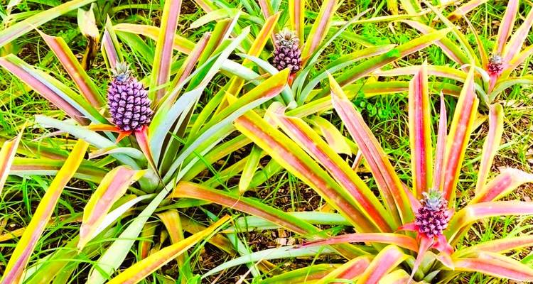 Kleurrijke jonge ananassen die groeien tussen uitstralende bladeren op een zonnig plantage veld.