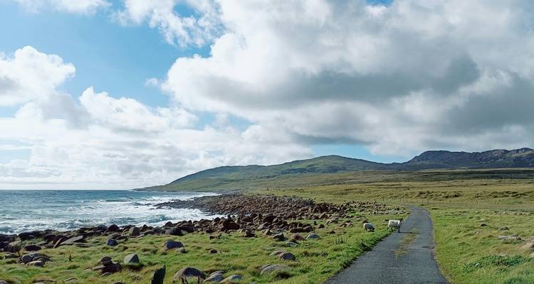 Smalle kustweg met grazende schapen die naar een rotsachtige kustlijn leidt onder heldere wolken.