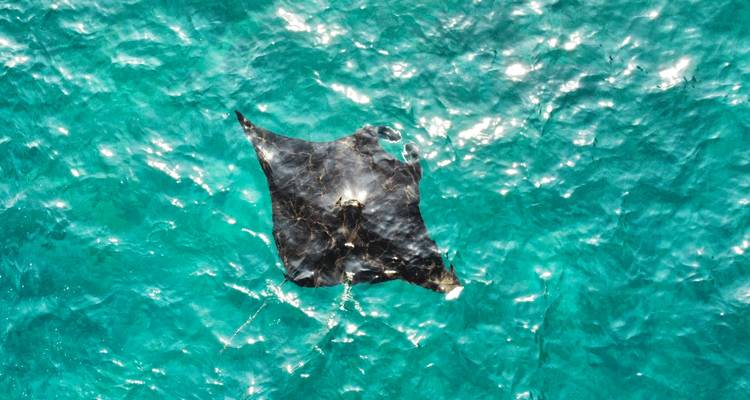 Luchtfoto van een elegante manta ray die door kristalhelder turquoise zee glijdt.