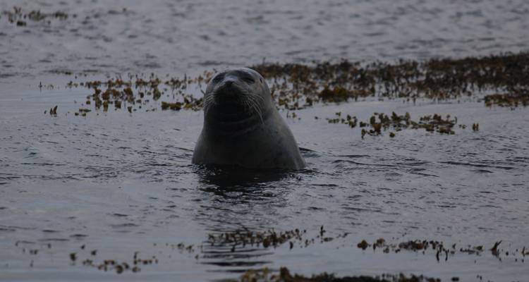 Un phoque solitaire émerge des eaux côtières sombres entouré d'algues dans une lumière naturelle tamisée.