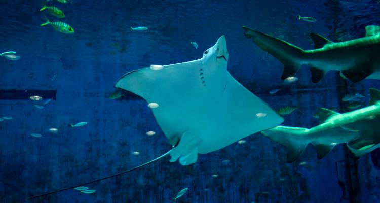 Een sierlijke rogge zwemt tussen haaien en vissen in een diepblauw aquariumtank.