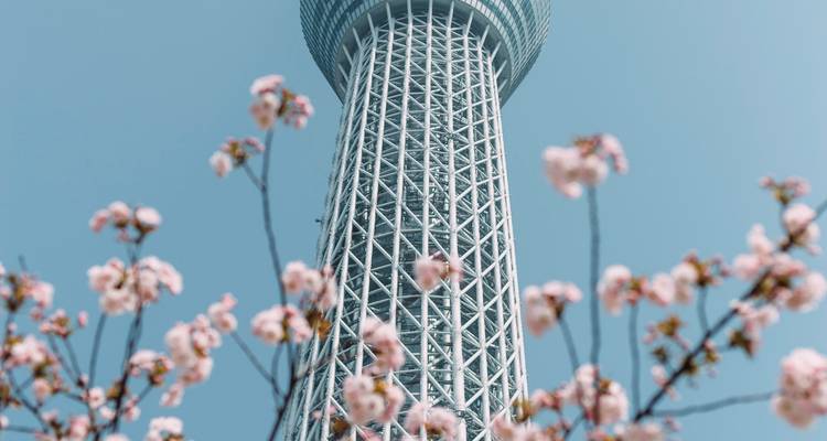 Tokyo Skytree steekt uit tegen een heldere lucht, omlijst door wazig vervagde kersenbloesems op de voorgrond.
