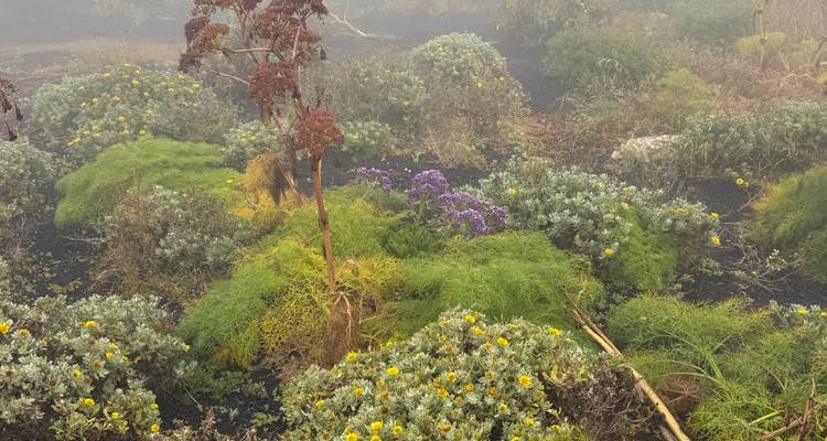 Jardín volcánico cubierto de niebla con arbustos florales variados y helechos.