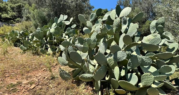 Dense cluster of prickly pear cacti on dry hillside

Grappe dense de cactus figuiers de Barbarie sur un versant aride