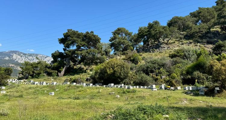 Rangée de ruches dans une prairie herbeuse avec des chênes dispersés et des collines