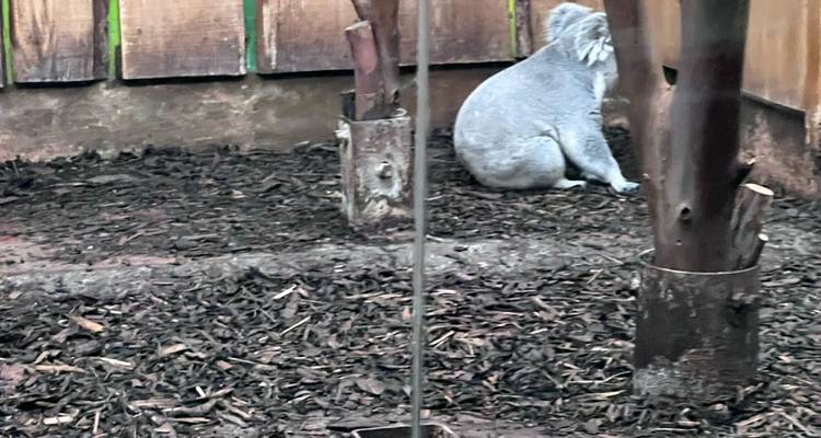 Koala assis, dos tourné, à l'intérieur d'un enclos animalier aux parois en bois, sur un lit d'écorce