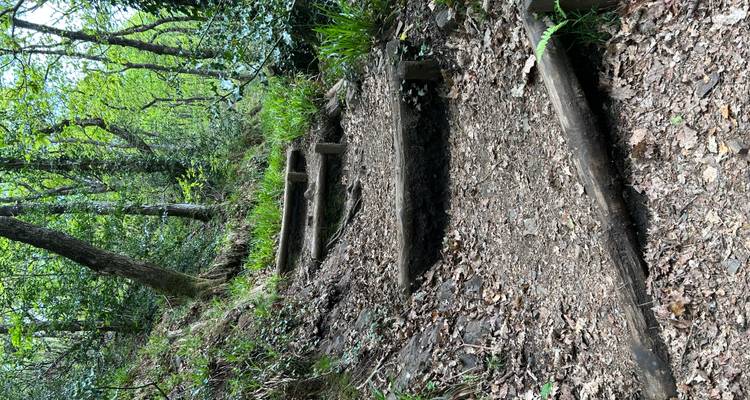 Pasos rústicos de tierra y madera subiendo por un sendero sombreado en la ladera del bosque.