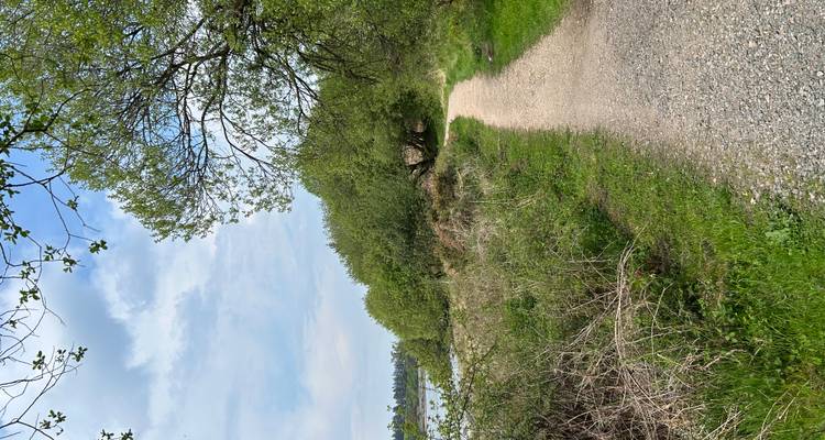 Camino de grava junto al lago bordeado por arbustos y árboles que lleva hacia el agua bajo nubes ligeras.