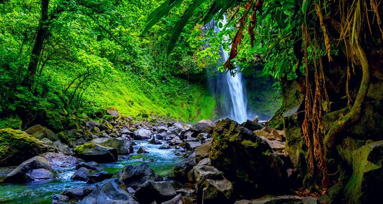 Exuberante escena de selva tropical con una alta cascada que se desploma en un arroyo rocoso rodeado de musgo verde vibrante