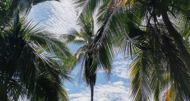 Opwaarts zicht op overlappende palmtakken en luchtige wolken tegen een heldere blauwe lucht.