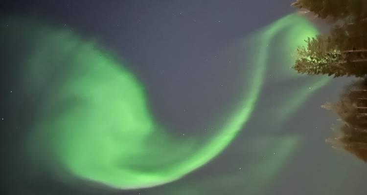 Les aurores boréales d'un vert éclatant tourbillonnant à travers un ciel nocturne étoilé au-dessus des cimes sombres des arbres.