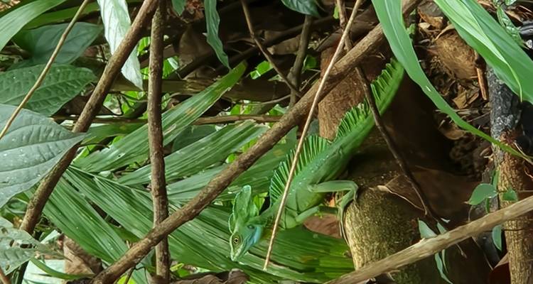 Groene basiliskhagedis die rust op een tak temidden van dicht tropisch gebladerte.