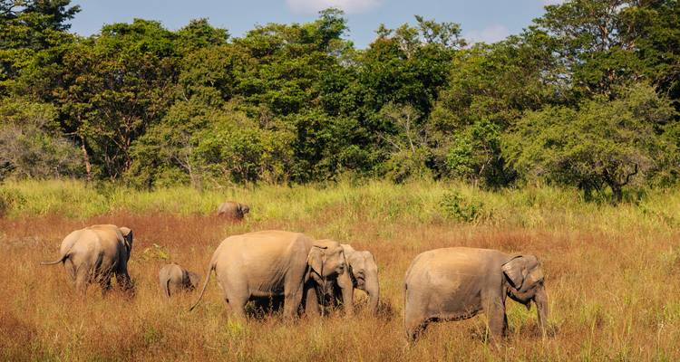 Manada de elefantes asiáticos salvajes pastando en altas hierbas secas con una densa jungla de fondo