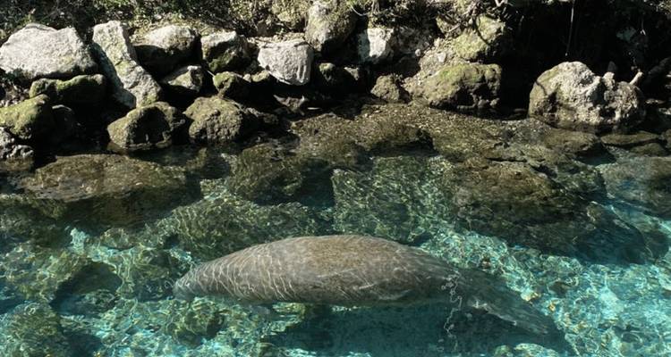 Lamantin observé depuis le ciel dans un ruisseau alimenté par une source avec une eau ultra-transparente sur un fond rocheux.