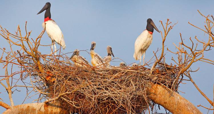 Grote ooievaars die op een nest staan met kuikens die op kale takken van een boom zitten tegen een heldere lucht.