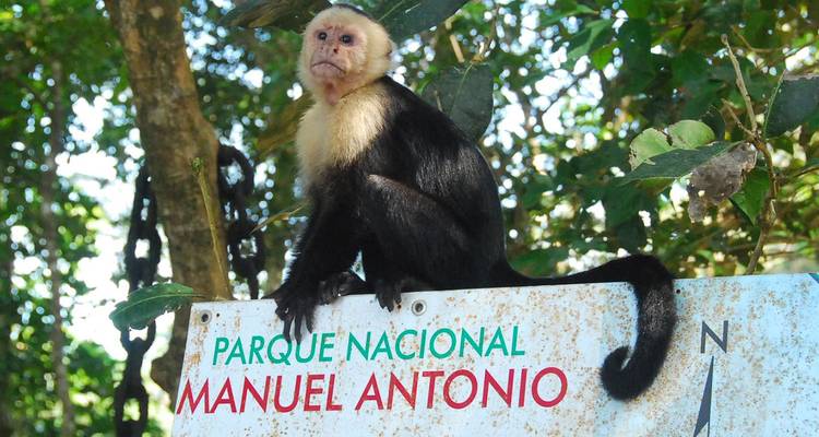 Witgezicht kapucijnaap zit op een Manuel Antonio National Park-bord tussen het oerwouddebladerte.