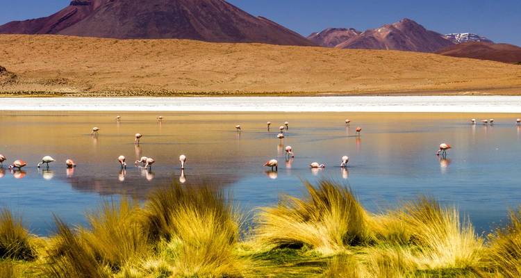 Laguna de gran altura con grupos de flamencos rosas rodeados de pastos desérticos y picos andinos.