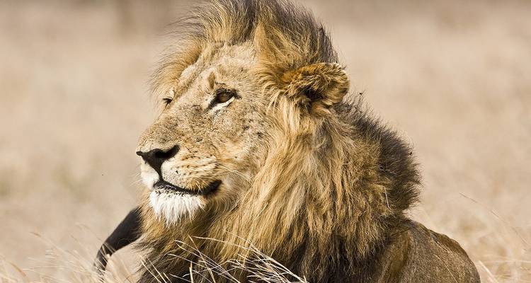 Retrato de cerca de un león macho descansando en el pasto dorado y alto.