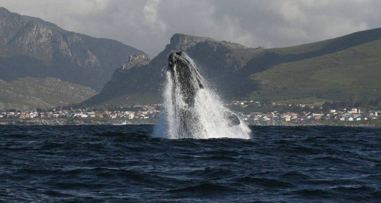 Una ballena salta dramáticamente frente a una costa escarpada con montañas de fondo.