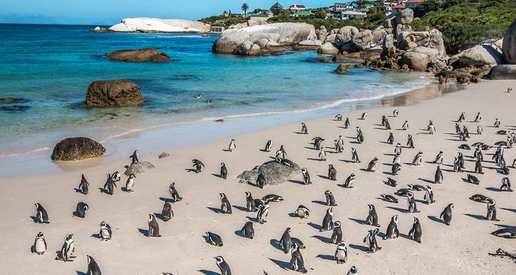 Docenas de pingüinos africanos dispersos en la arena blanca de una bahía de color turquesa con rocas de granito.