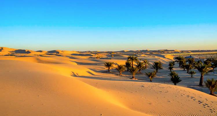 Goldene Sahara-Sanddünen mit Palmenhainen unter einem klaren blauen Himmel bei Sonnenuntergang